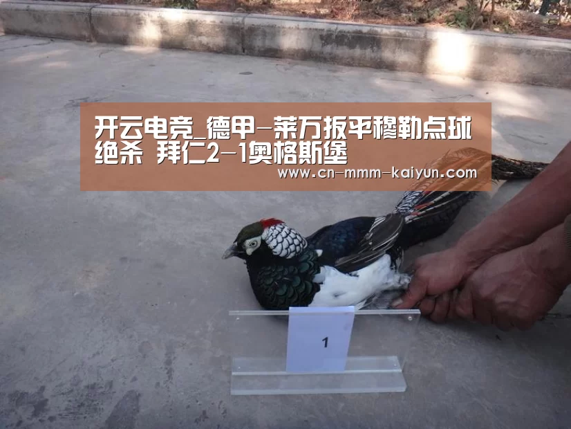 开云